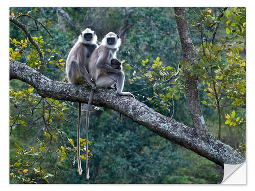 Selvklebende plakat Grey langur monkeys