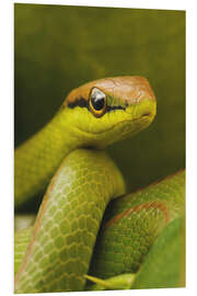 Foam board print Green snake