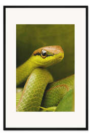 Gerahmter Kunstdruck Grüne Schlange
