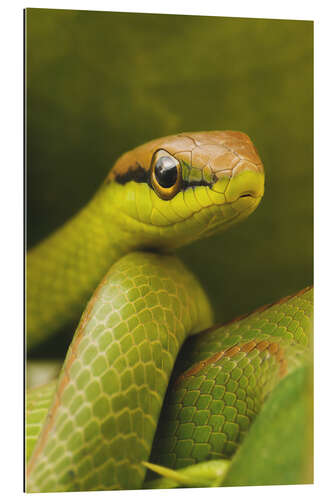 Galleriprint Green snake