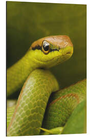 Magnettafel Grüne Schlange