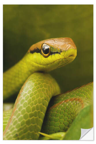 Adesivo murale Serpente verde