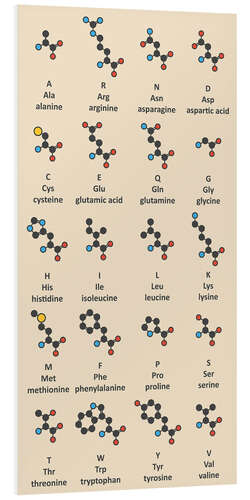 Foam board print Amino acid molecules