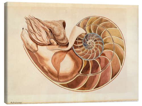 Leinwandbild Nautilus