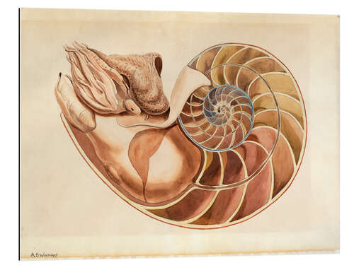 Gallery print Nautilus