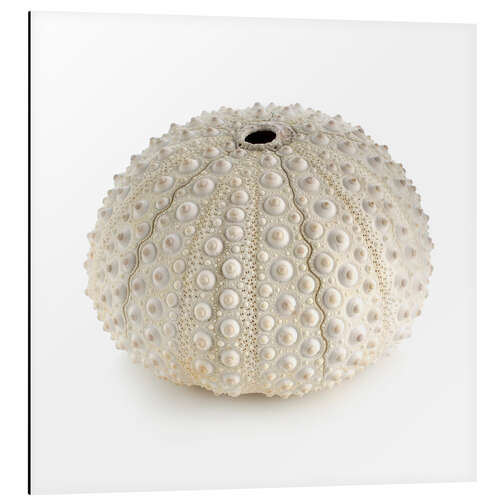 Quadro em alumínio White sea urchin shell