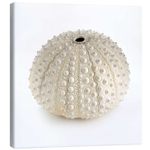 Canvas print White sea urchin shell