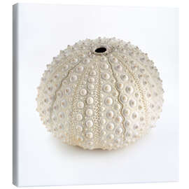 Canvas print White sea urchin shell