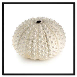 Gerahmter Kunstdruck White sea urchin shell