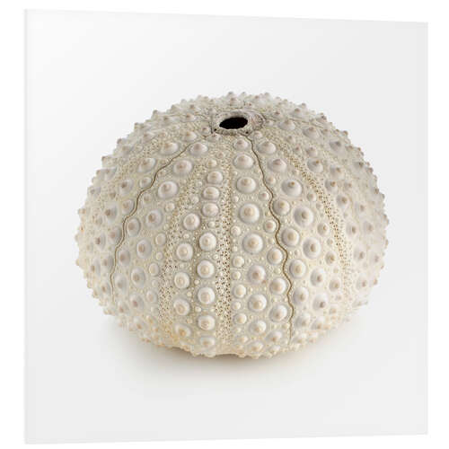 Obraz na PCV White sea urchin shell