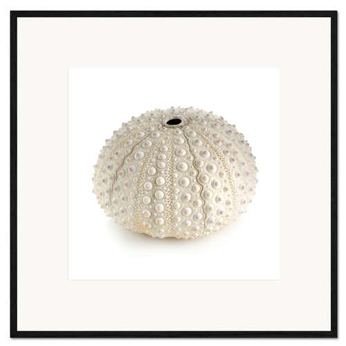 Plakat artystyczny premium w ramie White sea urchin shell