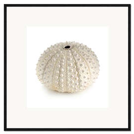 Innrammet kunsttrykk White sea urchin shell