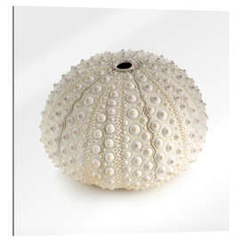 Galleritryk White sea urchin shell