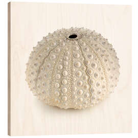 Wood print White sea urchin shell