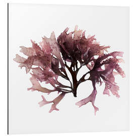 Aluminium print Dulse seaweed