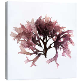 Canvas print Dulse seaweed