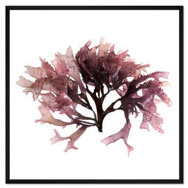 Gerahmter Kunstdruck Seetang Alge rot