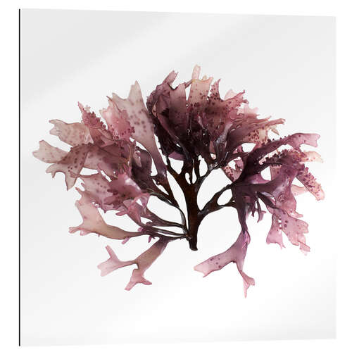 Gallery print Dulse seaweed