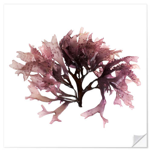 Muursticker Dulse seaweed