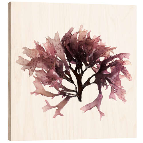 Wood print Dulse seaweed