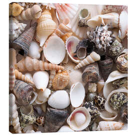 Canvastavla Selection of sea shells