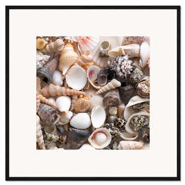 Gerahmter Kunstdruck Selection of sea shells