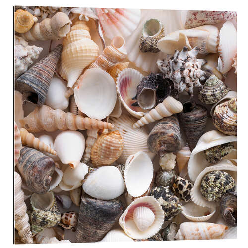 Quadro em plexi-alumínio Selection of sea shells