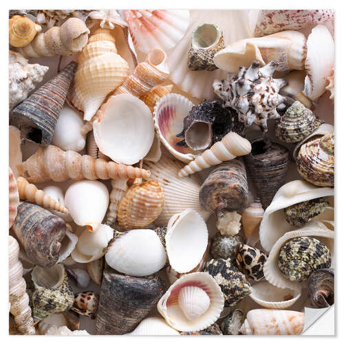 Sticker mural Selection of sea shells