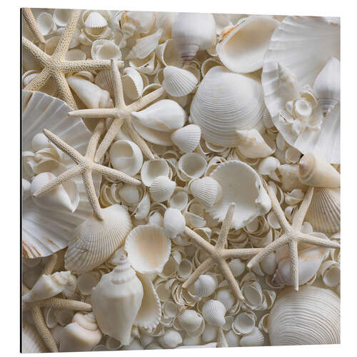 Aluminium print Selection of sea shells and star fish