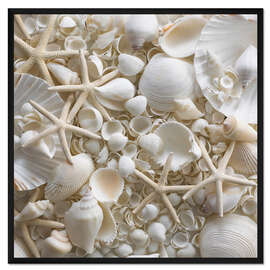 Gerahmter Kunstdruck Selection of sea shells and star fish
