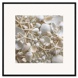 Gerahmter Kunstdruck Selection of sea shells and star fish