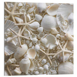 Cuadro de plexi-alu Selection of sea shells and star fish