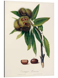 Alubild Sweet chestnut, 19th century illustration