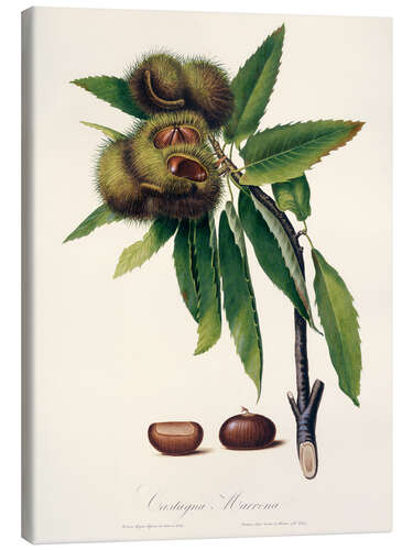Canvas print Sweet chestnut, 19th century illustration