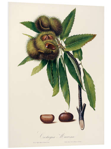 Obraz na PCV Sweet chestnut, 19th century illustration