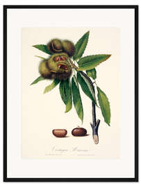 Gerahmter Kunstdruck Sweet chestnut, 19th century illustration