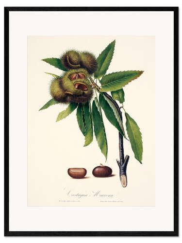 Framed art print Sweet chestnut, 19th century illustration
