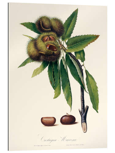 Gallery print Sweet chestnut, 19th century illustration