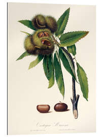 Galleritryk Sweet chestnut, 19th century illustration