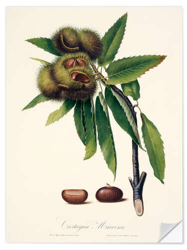 Selvklæbende plakat Sweet chestnut, 19th century illustration