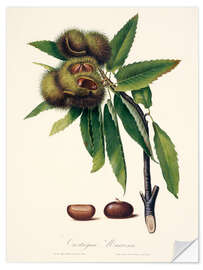 Selvklebende plakat Sweet chestnut, 19th century illustration