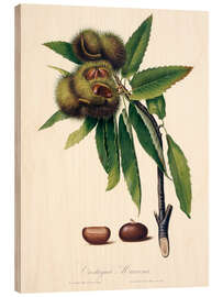 Holzbild Sweet chestnut, 19th century illustration