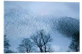 Acrylglasbild Starlings fliegen zur Rast