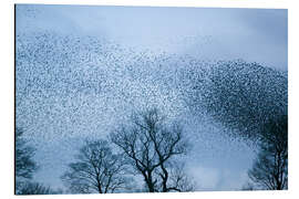 Quadro em alumínio Starlings flying to roost