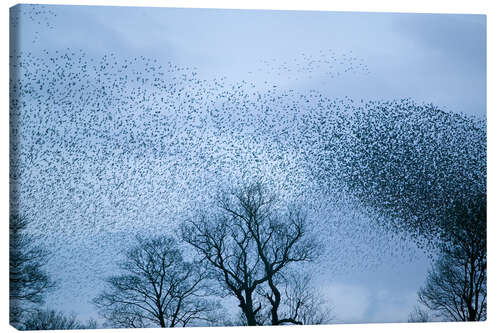 Leinwandbild Starlings fliegen zur Rast