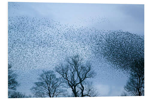 Hartschaumbild Starlings fliegen zur Rast