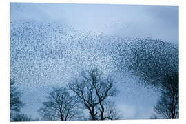 Foam board print Starlings flying to roost