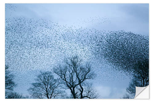 Wall sticker Starlings flying to roost