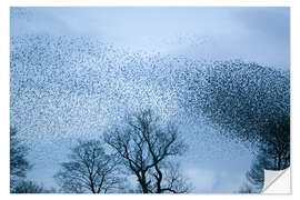 Autocolante decorativo Starlings flying to roost