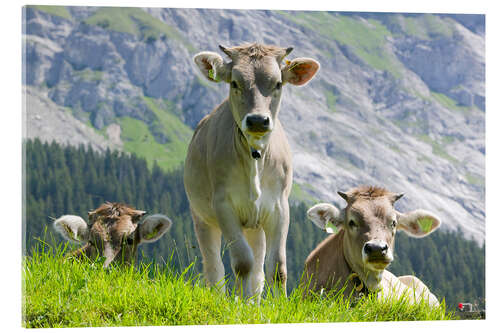 Akryylilasitaulu Cows in an alpine pasture